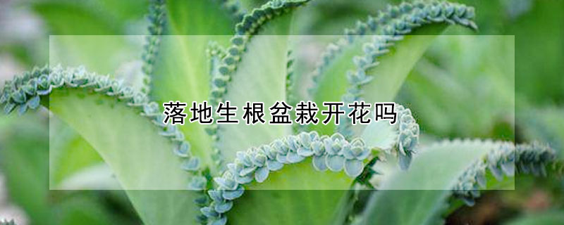 落地生根盆栽開花嗎