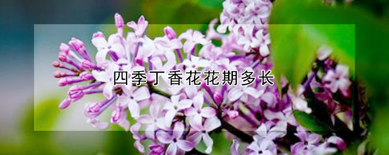 四季丁香花花期多長(zhǎng)