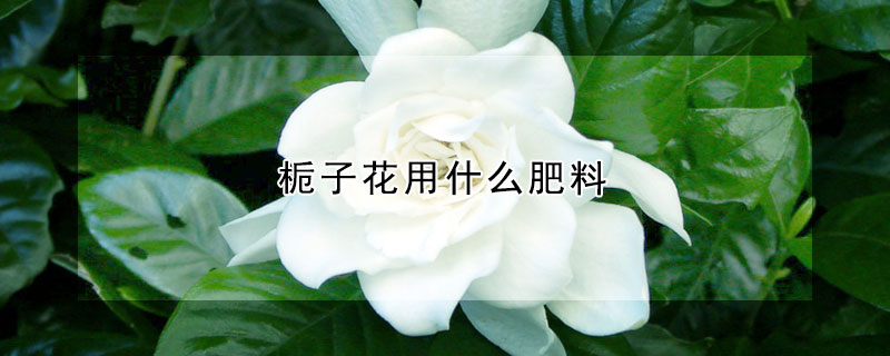 梔子花用什么肥料