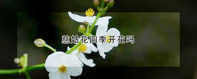 慈姑花四季開花嗎