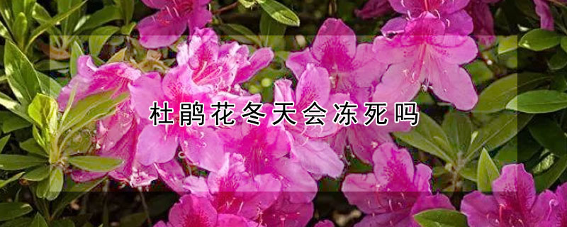 杜鵑花冬天會(huì)凍死嗎