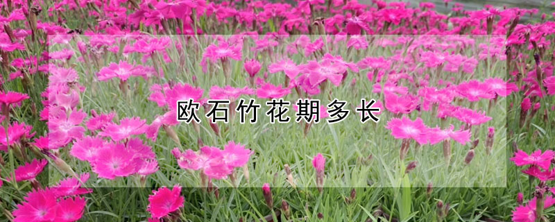 歐石竹花期多長(zhǎng)