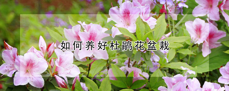 如何養(yǎng)好杜鵑花盆栽