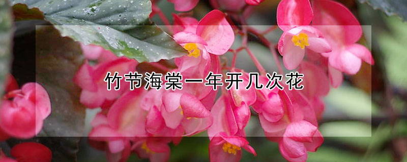 竹節(jié)海棠一年開幾次花