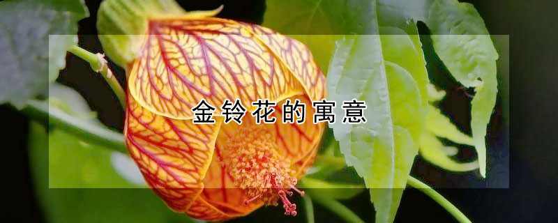 金鈴花的寓意