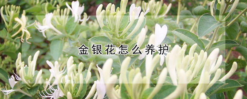 金銀花怎么養護