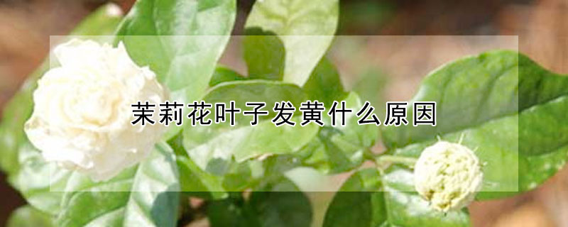 茉莉花葉子發黃什么原因