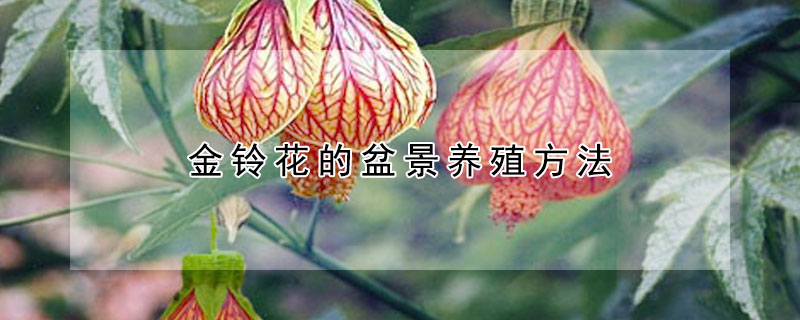 金鈴花的盆景養(yǎng)殖方法