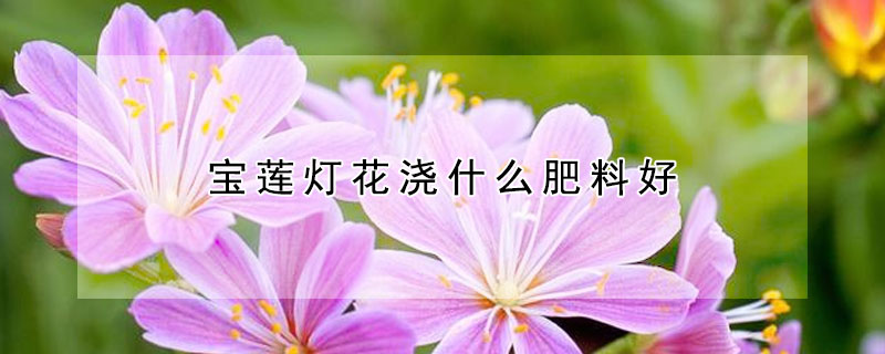 寶蓮燈花澆什么肥料好