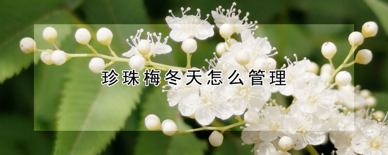 珍珠梅冬天怎么管理