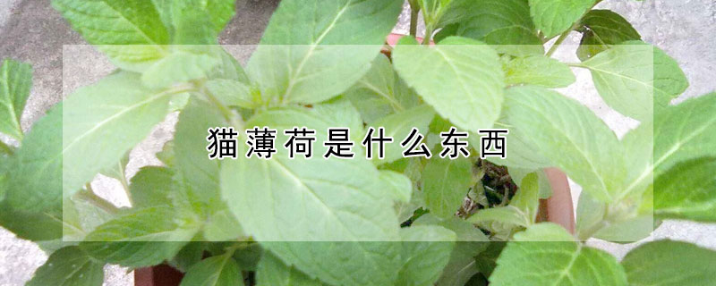 貓薄荷是什么東西