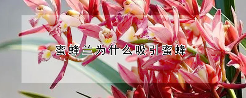 蜜蜂蘭為什么吸引蜜蜂