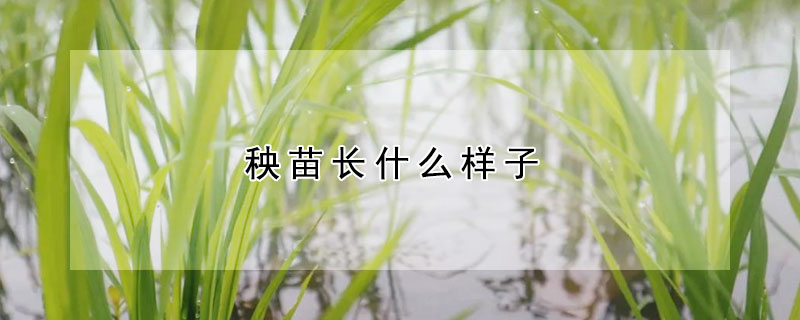 秧苗長(zhǎng)什么樣子