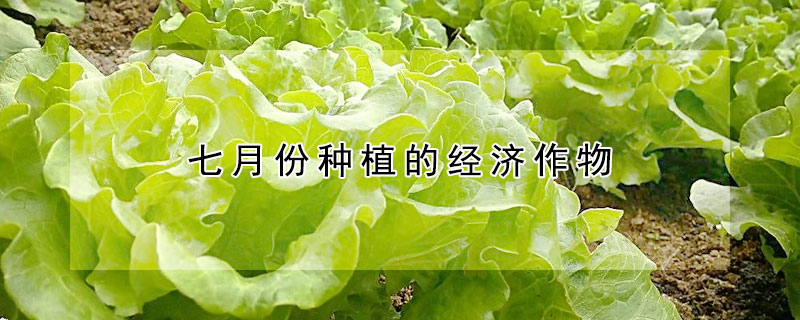 七月份種植的經(jīng)濟(jì)作物