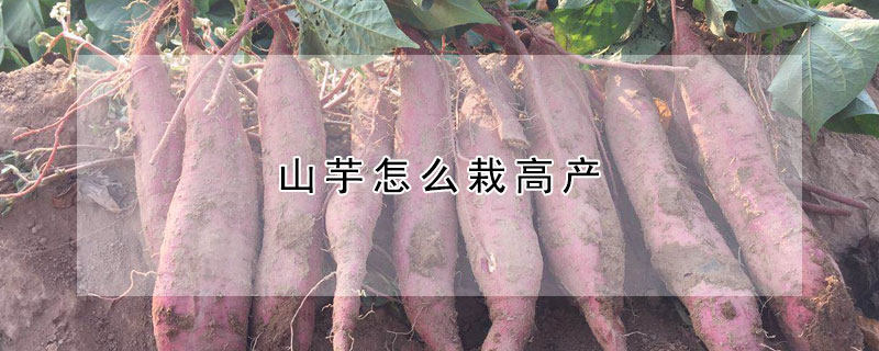 山芋怎么栽高產