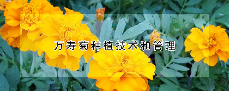 萬(wàn)壽菊種植技術(shù)和管理