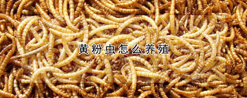 黃粉蟲(chóng)怎么養(yǎng)殖