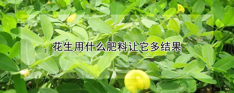 花生用什么肥料讓它多結果