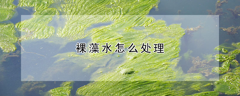 裸藻水怎么處理