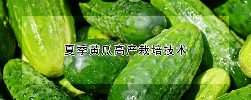 夏季黃瓜高產(chǎn)栽培技術(shù)