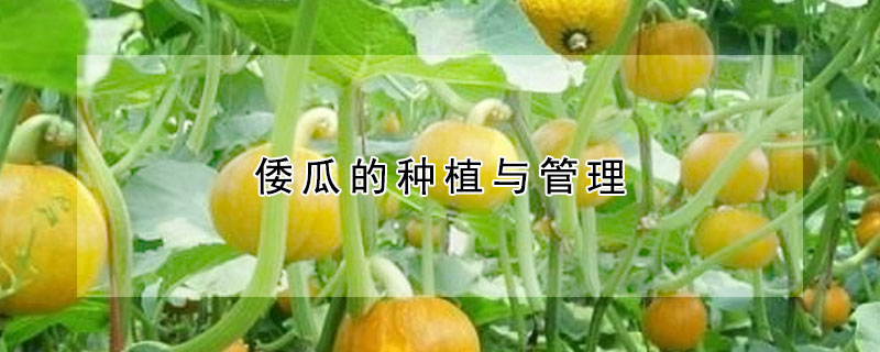 倭瓜的種植與管理