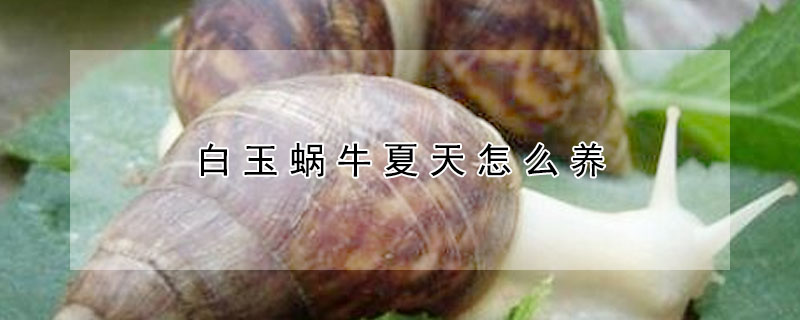 白玉蝸牛夏天怎么養(yǎng)