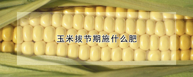 玉米拔節(jié)期施什么肥