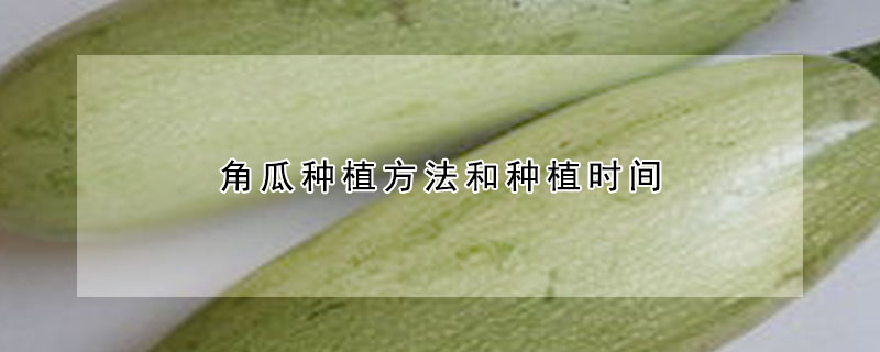 角瓜種植方法和種植時間