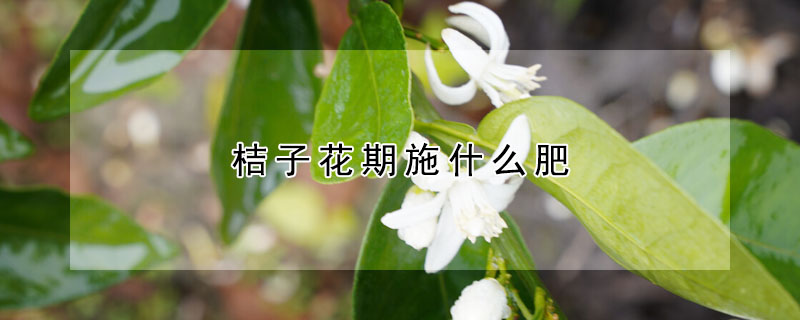 桔子花期施什么肥