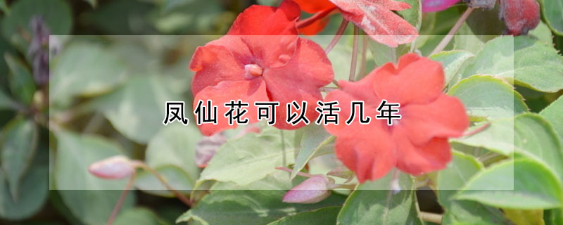 鳳仙花可以活幾年