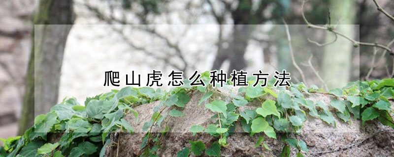 爬山虎怎么種植方法