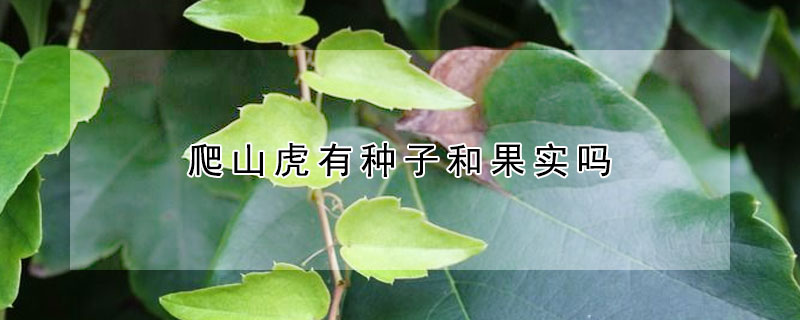 爬山虎有種子和果實嗎