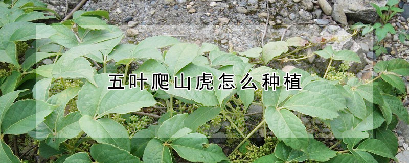 五葉爬山虎怎么種植