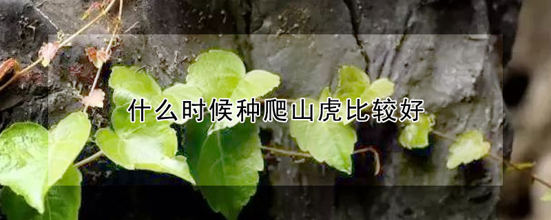 什么時(shí)候種爬山虎比較好