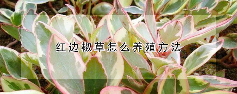 紅邊椒草怎么養殖方法