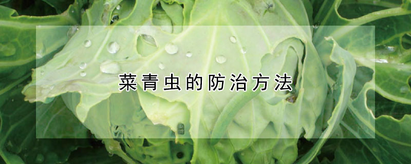 菜青蟲的防治方法