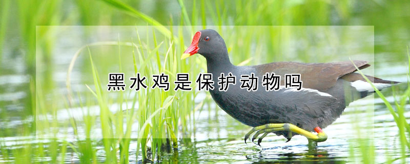 黑水雞是保護動物嗎