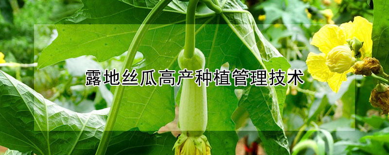 露地絲瓜高產(chǎn)種植管理技術(shù)