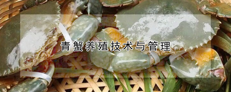 青蟹養(yǎng)殖技術(shù)與管理