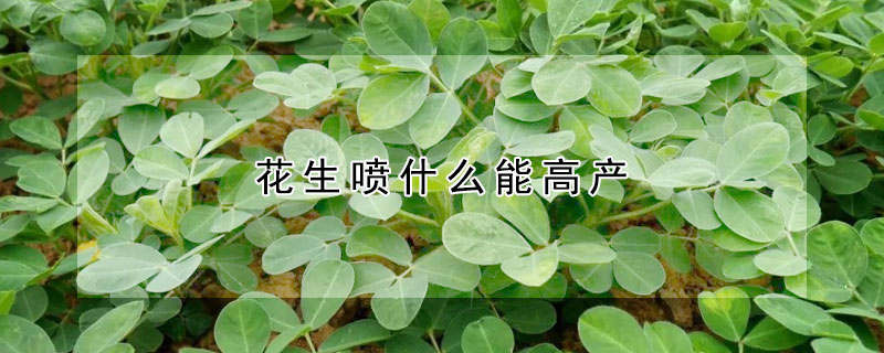 花生噴什么能高產