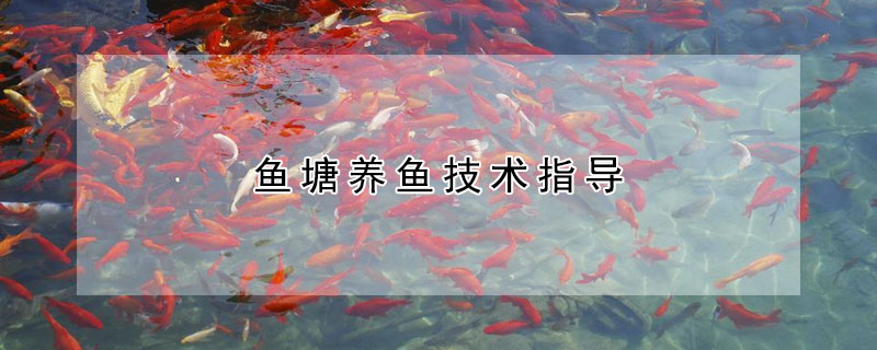 魚塘養魚技術指導