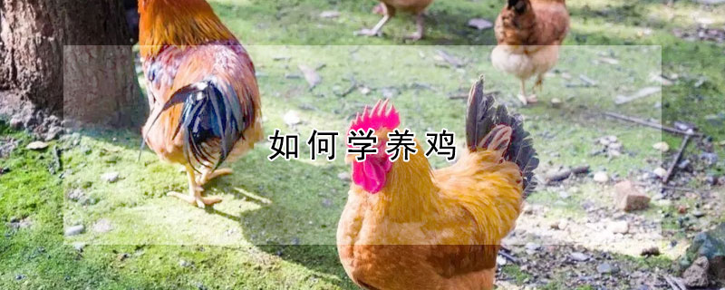 如何學養雞