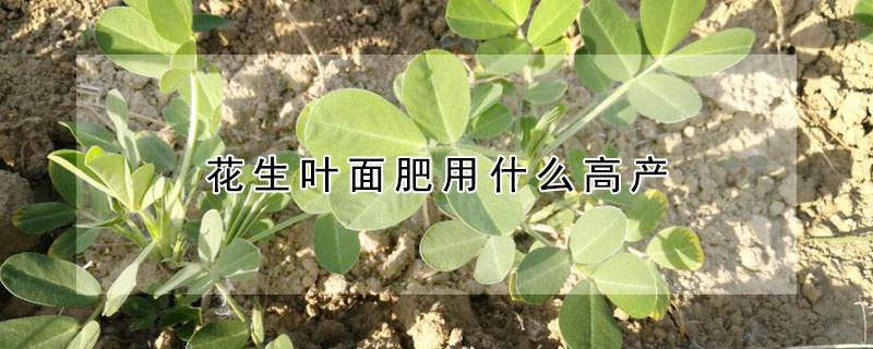 花生葉面肥用什么高產