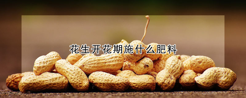 花生開花期施什么肥料