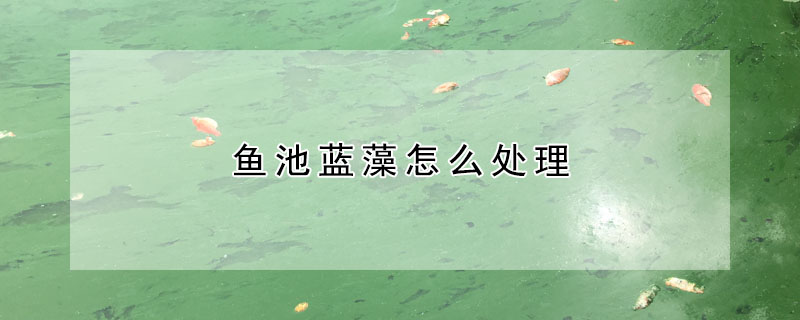 魚池藍藻怎么處理