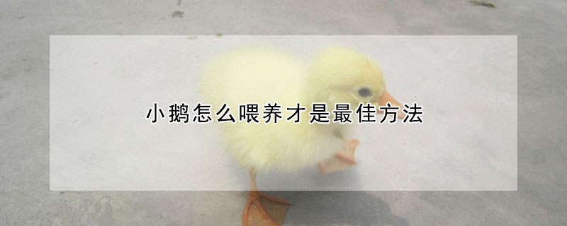 小鵝怎么喂養才是最佳方法