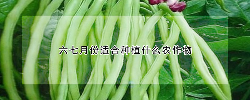 六七月份適合種植什么農(nóng)作物