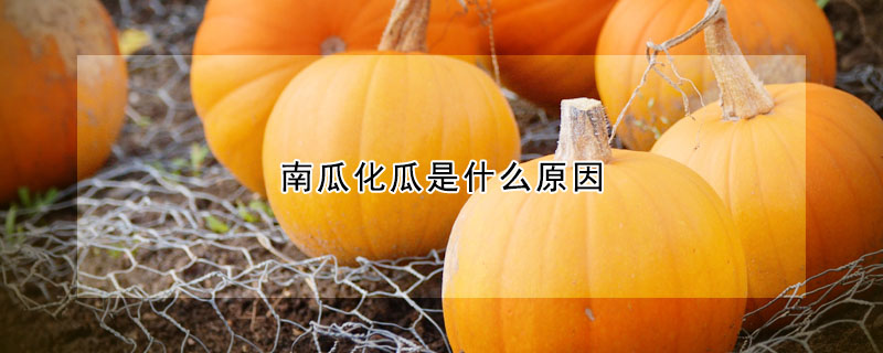 南瓜化瓜是什么原因