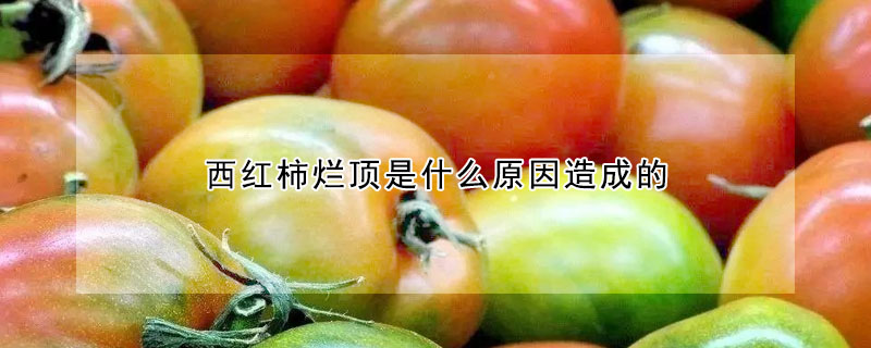 西紅柿爛頂是什么原因造成的