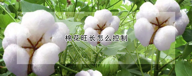 棉花旺長怎么控制